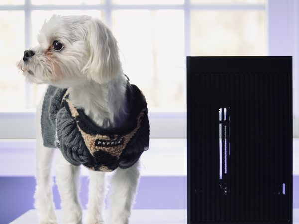 Percy, the dog Perseus Cases is named after, next to a Pantheon